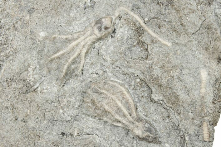 Two Fossil Crinoids (Dichocrinus multiplex) - Gilmore City, Iowa #252443